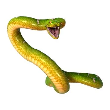 Green Tree Python on White Illustration