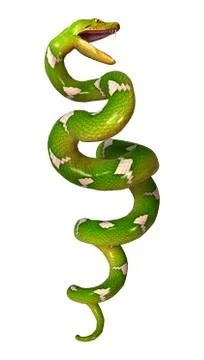 Green Tree Python on White Stock Illustration