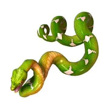Green Tree Python on White Stock Illustration