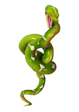 Green Tree Python on White Stock Illustration
