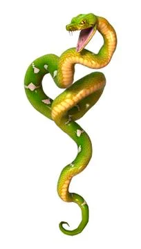 Green Tree Python on White 스톡 일러스트