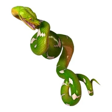 Green Tree Python on White 스톡 일러스트