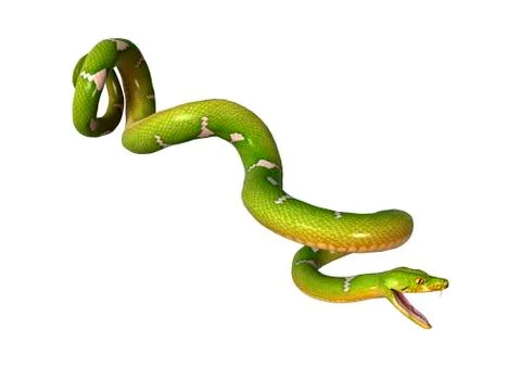 Green Tree Python on White 스톡 일러스트