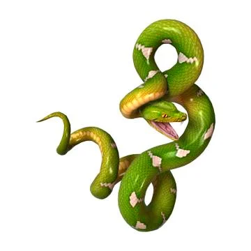Green Tree Python on White Stock Illustration