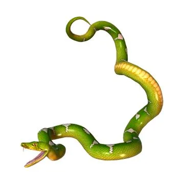 Green Tree Python on White Stock Illustration