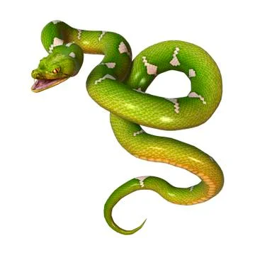 Green Tree Python on White Stock Illustration