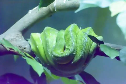 Green tree python in a zoo on a blurred background 스톡 사진