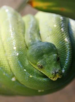 Green tree python in Zoo in Stuttgart, Germany - 11 Jan 2017 스톡 사진