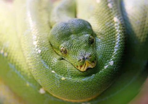 Green tree python in Zoo in Stuttgart, Germany - 11 Jan 2017 Stockfoto's