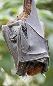 Green tree python in Zoo in Stuttgart, Germany - 11 Jan 2017 Foto stock
