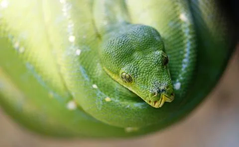Green tree python in Zoo in Stuttgart, Germany - 11 Jan 2017 스톡 사진