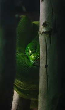 Green Tree Python/Snake Resting on a Branch Stock Photos