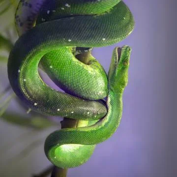 Green tree pyton Foto stock