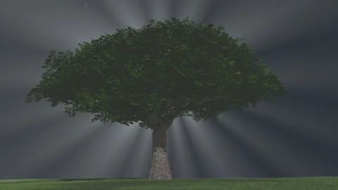 Green tree rays Stock-Footage 158781656