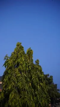 Green Tree Reaching Towards a Clear Blue Evening Sky in a Park Stock Photos