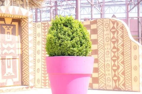 Green tree in a red pot Foto stock