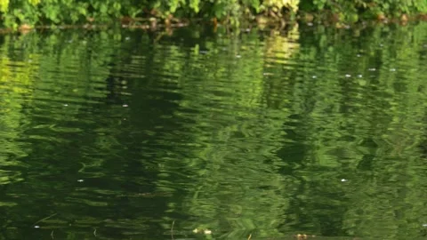Green tree reflected on sparkling flowing river surface Stock Footage 151644405