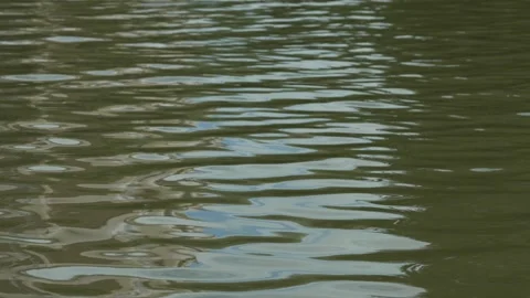 Green Tree Reflection On Rippling Water Surface In A Serene Forest Pond Landscap Stock Footage 339270287