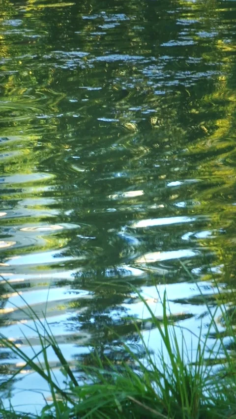 Green Tree Reflections Shimmering Across Rippling Pond Water Stock Footage 345651445