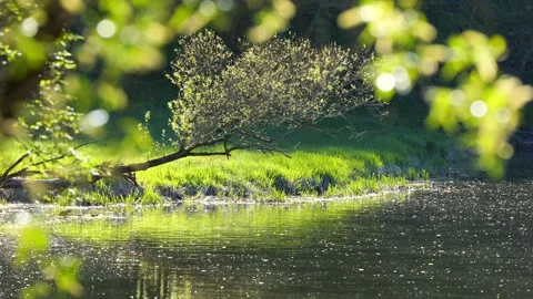Green Tree at a River Stock Footage 153850189