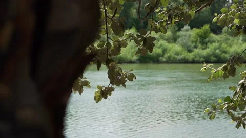 A green tree by the river in the forest in the sun Video stock 238886729