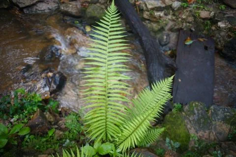 The green tree  on the rock in a forest Foto stock