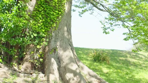 Green tree root in sunny sunlight Stock Footage 75008156
