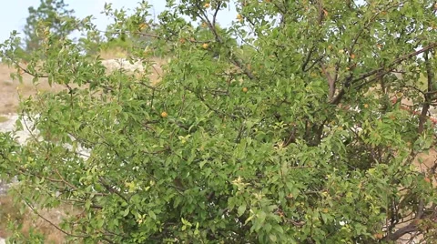 Green tree scenery Stock Footage 41762350