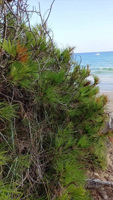 Green Tree with sea background Stock Footage 283852005
