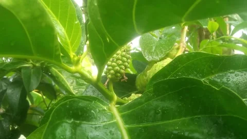 Green tree seen from above Stock Footage 296083924