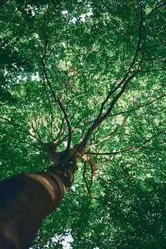 Green tree seen from below Stock Photos