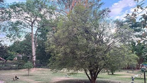 Green tree in a serene park Stock Photos
