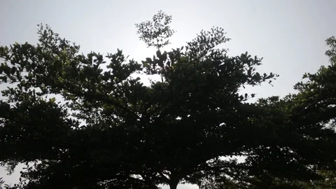 Green tree with shining sun Stock Footage 122024029