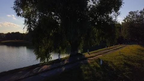 Green tree on the shore of a lake in the rays of a bright sun Video stock 95605277