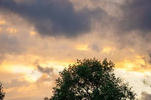 Green Tree Silhouette Under Dramatic Golden Sunset Sky Stock Photos