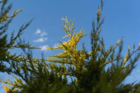 Green tree on the sky background Stock Photos