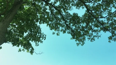 Green tree sky Stock Footage 116798882