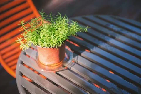 Green tree in small pot on table with sunlight Foto stock
