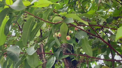 Green tree with small wax apple fruits and lush leaves Stock Footage 346562585