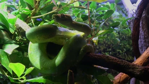 Green tree snake with biright green and emerald scales wrapped around a tree Stock Footage 161978753