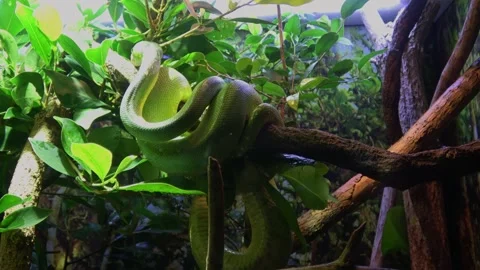 Green tree snake with biright green and emerald scales wrapped around a tree Stock Footage 161978879
