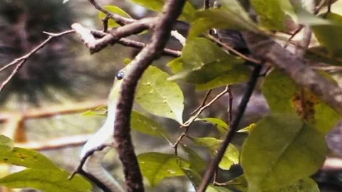 Green Tree Snake close Stock Footage 244687280
