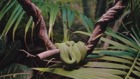 Green Tree Snake Curled Up In Tree 4K Stock Footage 79905502