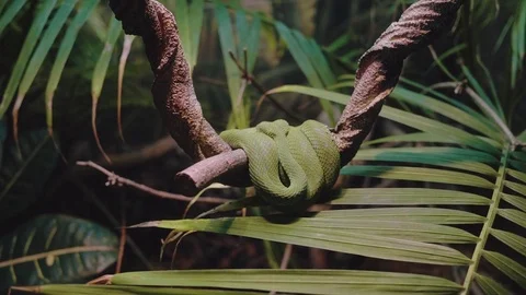Green Tree Snake Curled Up In Tree 4k Stock Footage 79905740