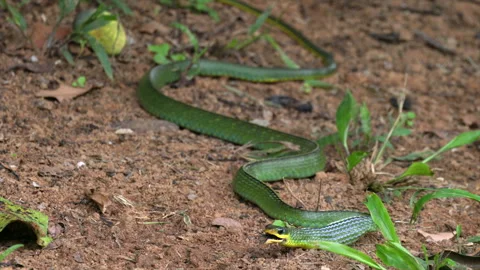 Green tree snake eating frog tropical jungle rainforest tree Stock Footage 301874432