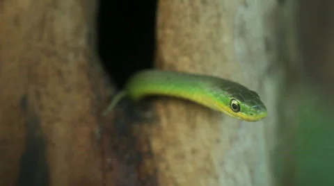 Green tree snake Vídeos de archivo 660253