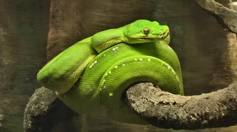 Green Tree Snake 스톡 동영상 11968113