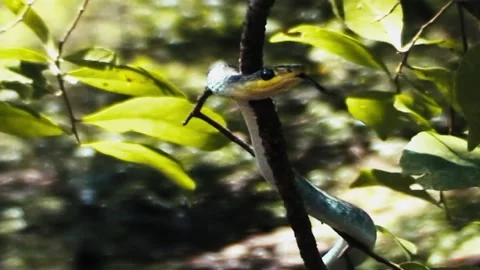 Green Tree Snake Stock Footage 244687421