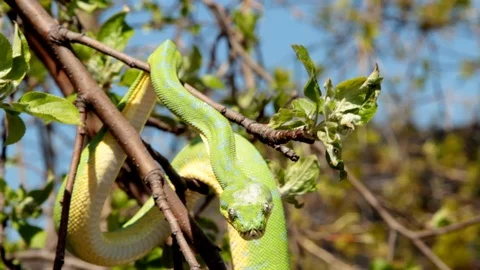 Green tree snake medium shot on a branch Vídeos de archivo 106541678