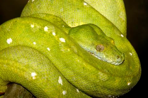 Green Tree Snake Foto stock